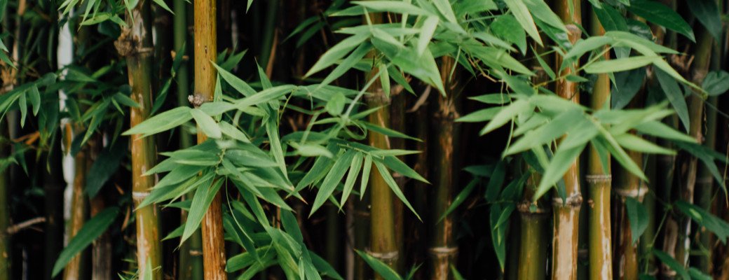Are bamboo cups really environmentally unfriendly and harmful?