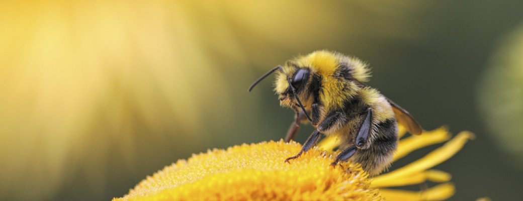 Honingbijen brengen meer