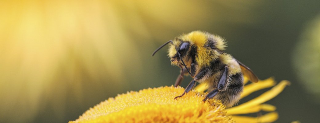 Honingbijen helpen mee