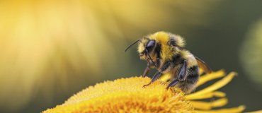 Honey bees bring more
