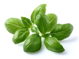 Basil