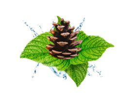 Forêt