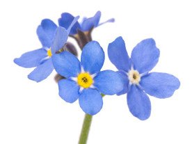 Forget-Me-Not