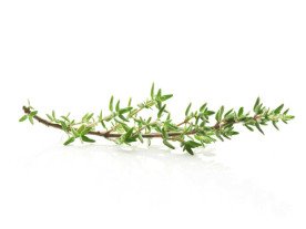 Thyme